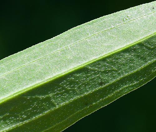 Echinacea_paradoxa_leaf2.jpg