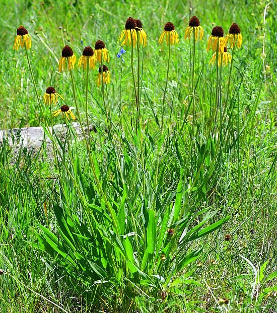 Echinacea_paradoxa_plant.jpg