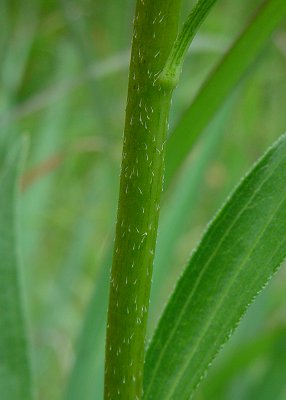 Echinacea_paradoxa_stem.jpg