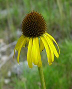 Echinacea paradoxa thumbnail