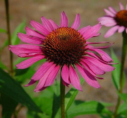 Echinacea_purpurea_flowers.jpg