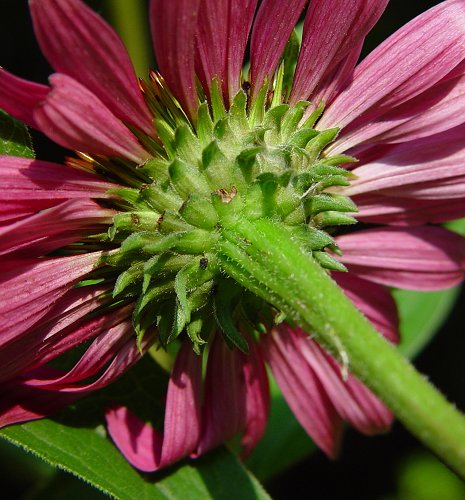 Echinacea_purpurea_involucre.jpg