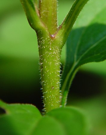 Echinacea_purpurea_stem.jpg