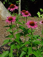 Echinacea purpurea thumbnail