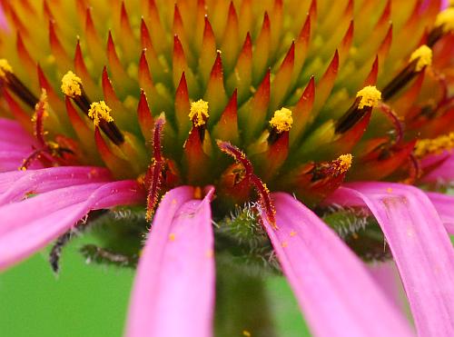 Echinacea_simulata_disks.jpg