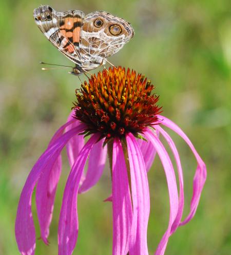 Echinacea_simulata_head.jpg