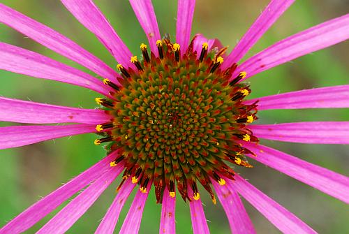 Echinacea_simulata_head2.jpg