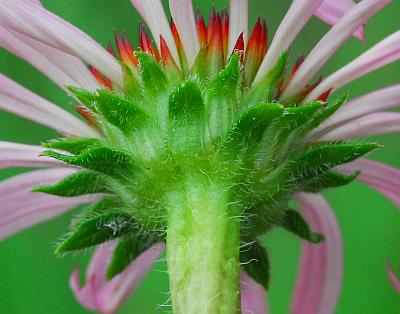 Echinacea_simulata_involucre.jpg