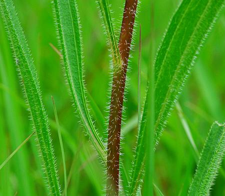 Echinacea_simulata_stem.jpg