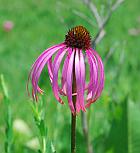 Echinacea simulata thumbnail