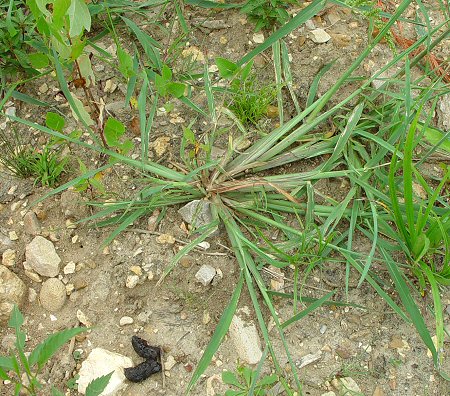 Echinochloa_crus-galli_base.jpg