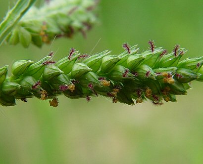 Echinochloa_crus-galli_flowers.jpg