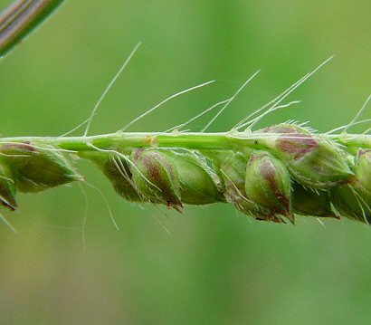 Echinochloa_crus-galli_hairs.jpg