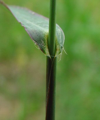 Echinochloa_crus-galli_leaf_base1.jpg