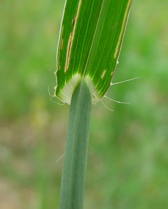 Echinochloa_crus-galli_leaf_base2.jpg