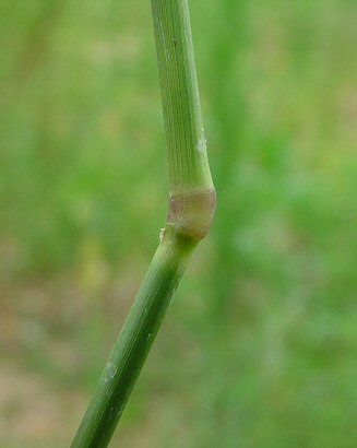 Echinochloa_crus-galli_node.jpg