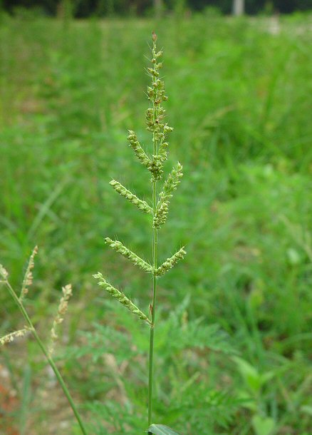 Echinochloa_crus-galli_plant.jpg