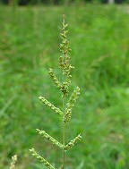 Echinochloa crus-galli thumbnail