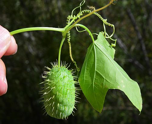 Echinocystis_lobata_fruit.jpg