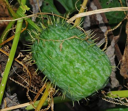 Echinocystis_lobata_fruit2.jpg