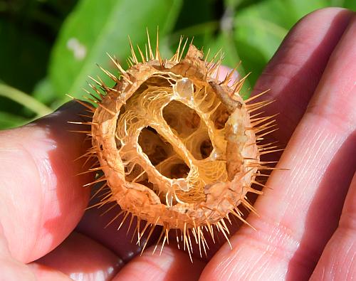 Echinocystis_lobata_fruit3.jpg