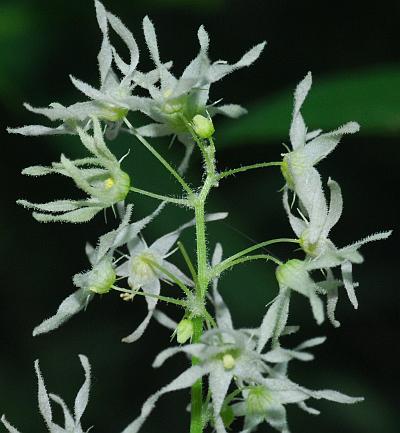 Echinocystis_lobata_inflorescence.jpg