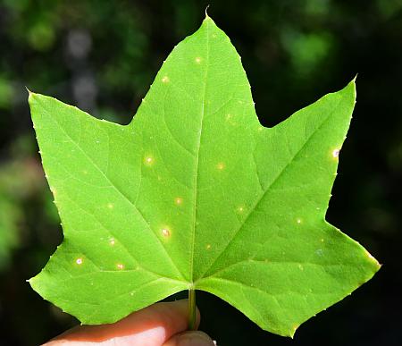 Echinocystis_lobata_leaf1.jpg