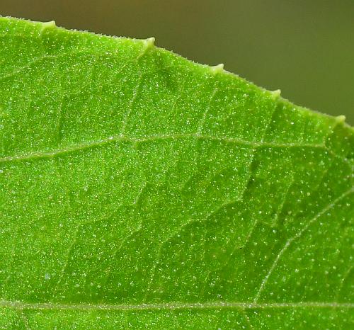 Echinocystis_lobata_leaf1a.jpg