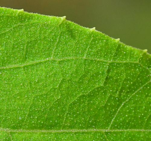 Echinocystis_lobata_leaf1a.jpg