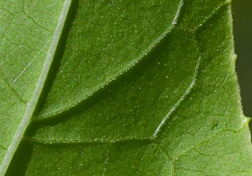 Echinocystis_lobata_leaf1b.jpg