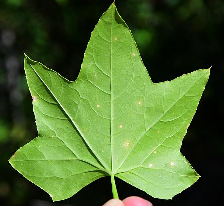 Echinocystis_lobata_leaf2.jpg