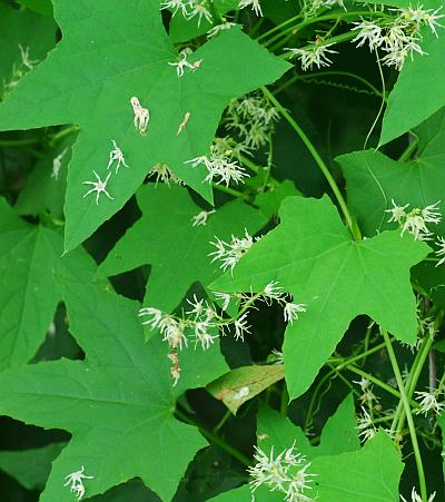 Echinocystis_lobata_leaves.jpg