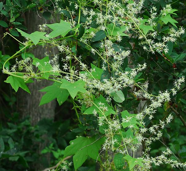 Echinocystis_lobata_plant.jpg