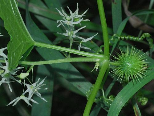 Echinocystis_lobata_stem.jpg