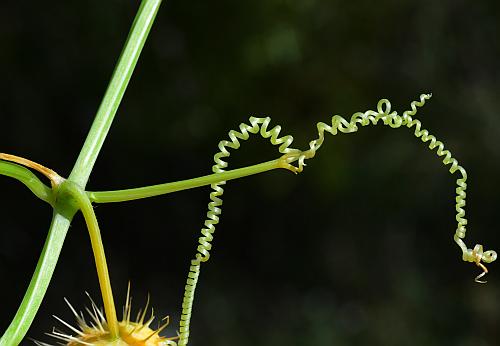 Echinocystis_lobata_tendril.jpg