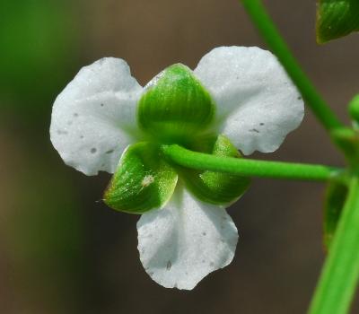 Echinodorus_berteroi_calyx.jpg