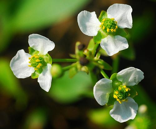 Echinodorus_berteroi_flowers.jpg