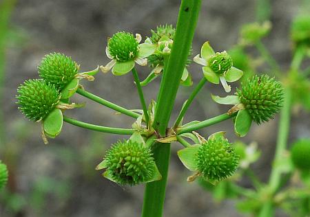 Echinodorus_berteroi_fruits.jpg