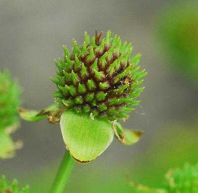 Echinodorus_berteroi_fruits2.jpg