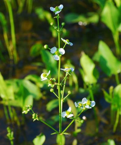 Echinodorus_berteroi_inflorescence.jpg