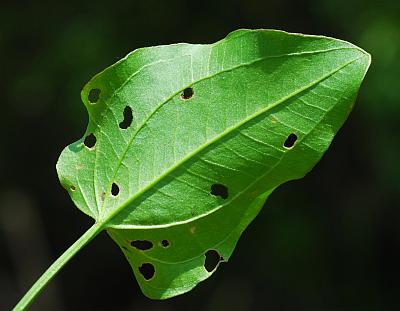 Echinodorus_berteroi_leaf.jpg