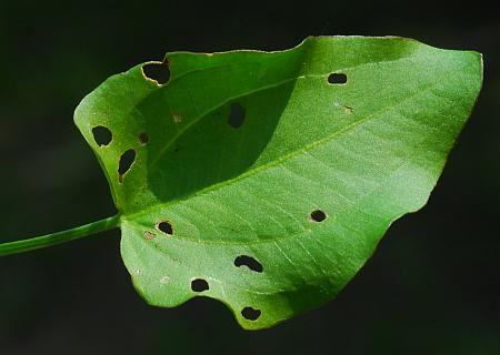 Echinodorus_berteroi_leaf1.jpg
