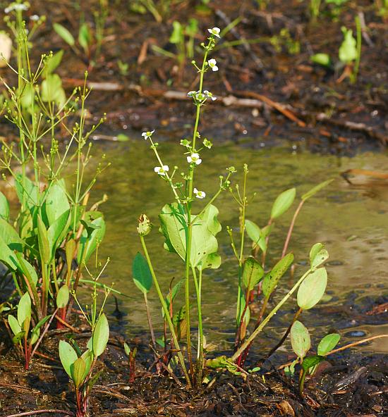 Echinodorus_berteroi_plant.jpg