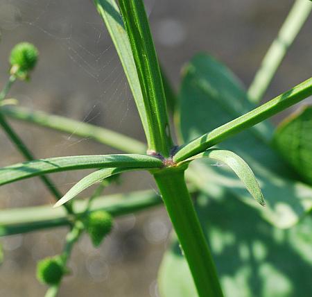 Echinodorus_berteroi_stem.jpg