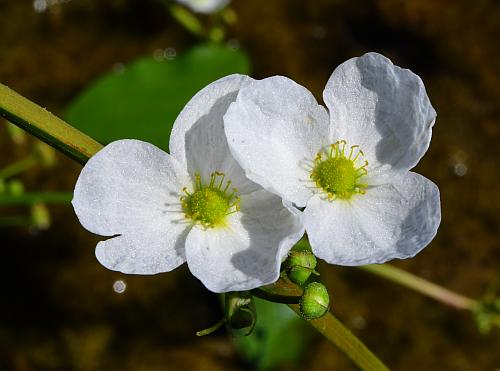 Echinodorus_cordifolius_flowers.jpg