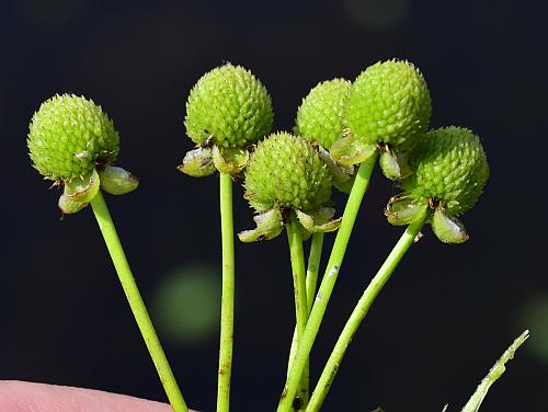 Echinodorus_cordifolius_fruits.jpg