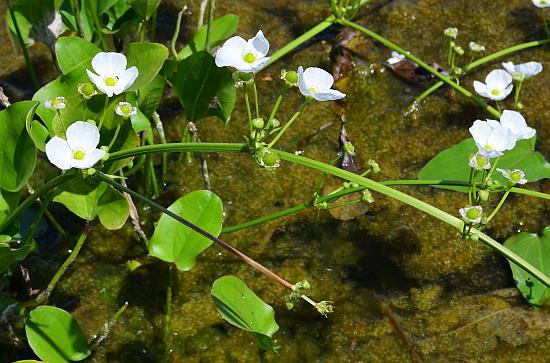 Echinodorus_cordifolius_inflorescence.jpg