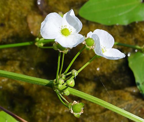 Echinodorus_cordifolius_inflorescence2.jpg