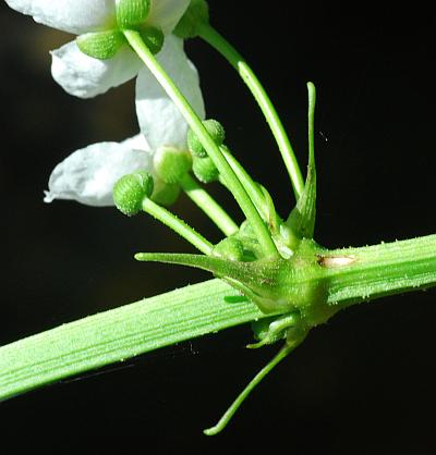 Echinodorus_cordifolius_inflorescence3.jpg