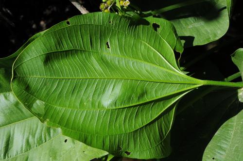 Echinodorus_cordifolius_leaf.jpg